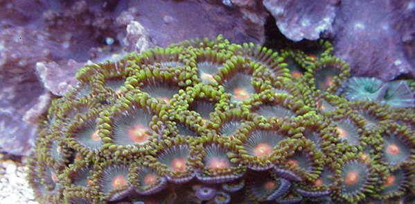 Zoanthus pacificus (Button Polyps, Sea Mat, Zoas)