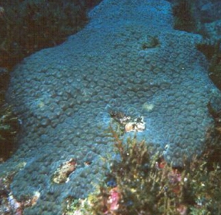  Zoanthus pulchellus (Button Polyps, Sea Mat, Zoas)