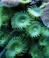  Zoanthus sociatus (Button Polyps, Green Sea Mat, Zoas)