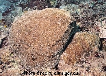  Zoopilus echinatus (Plate Coral)