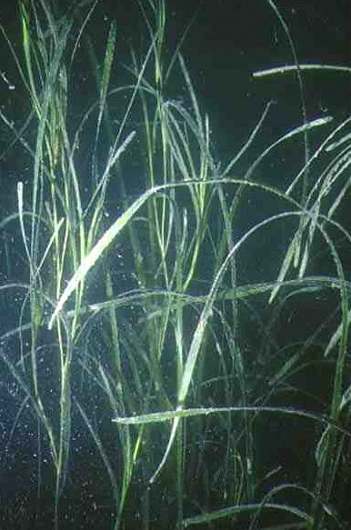 Zostera marina (Eel Grass)