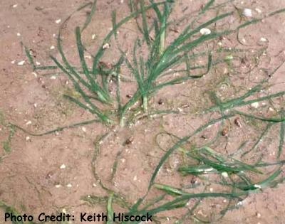  Zostera noltii (Eel Grass)