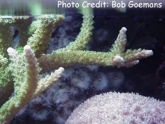 Acropora youngei (Bali Green Stony Coral)