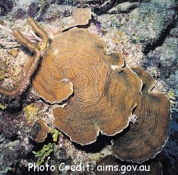  Agaricia lamarcki (Lamarcki Sheet Coral)