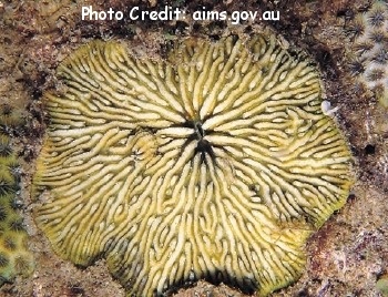 Cantharellus jebbi (Plate Coral)