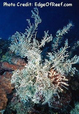  Coelogorgia palmosa (Twig Coral)