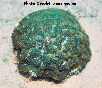  Ctenella chagius (Brain Coral)