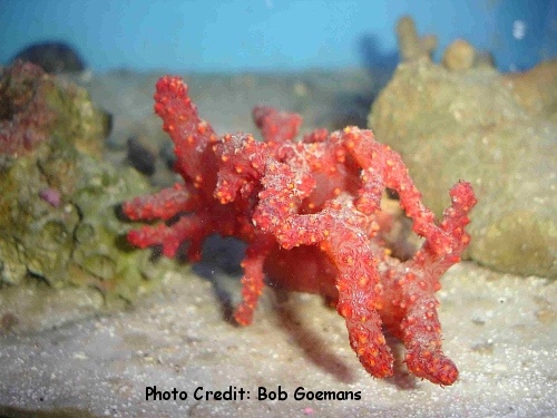  Dendronephthya rubeola (Carnation Coral, Ledge Coral, Cauliflower Coral)