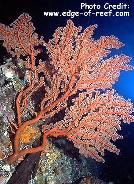  Iciligorgia sp. (Sea Fan)