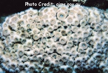  Leptastrea bottae (Star Coral, Crust Coral)