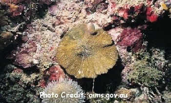  Lithophyllon lobata (Plate Coral)