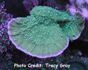  Montipora capricornis (Cup Coral, Plate Coral, Whorl Coral, Bowl Coral)