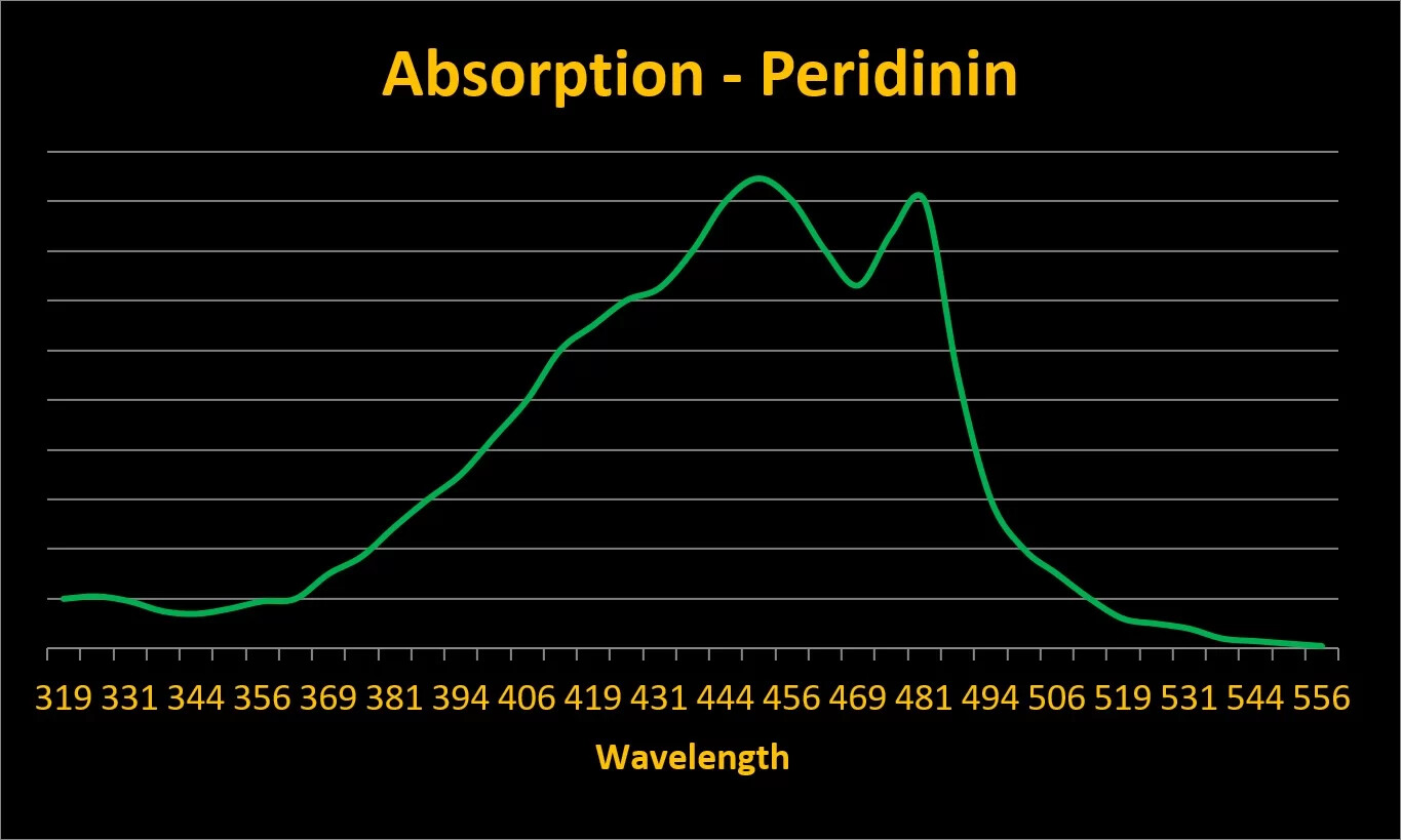 Figure 14. Peridinin, an accessory pigment, transfers energy to chlorophyll a molecules, Since it absorbs green light, it makes many corals appear brown.