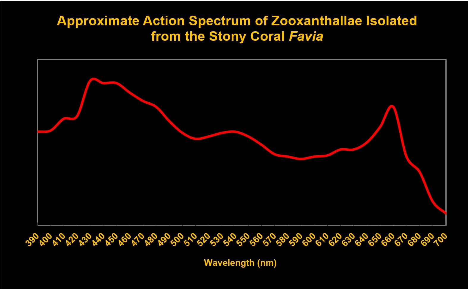 Figure 1. Oxygen production by zooxanthellae isolated from the stony coral Favia by wavelength. The 