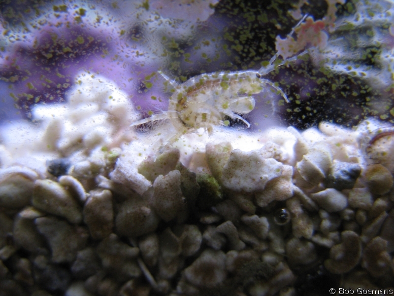 the living marine aquarium
