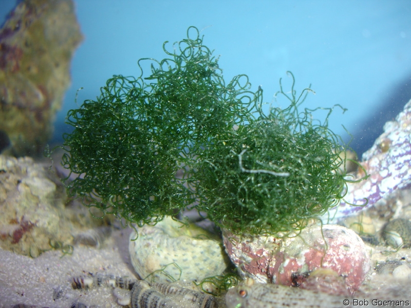 The Living Marine Aquarium Manual: Chapter 12 – Algae: the Good, Bad, and  Ugly. By Bob Goemans