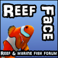 Reef Face Forums