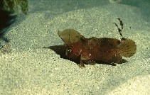  Ablabys taenianotus (Cockatoo Waspfish)