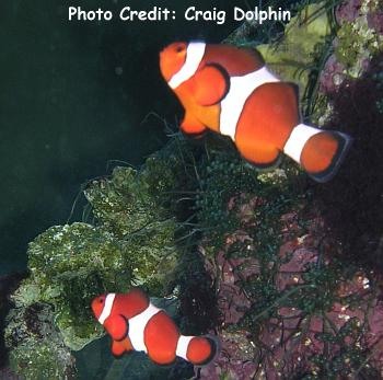  Amphiprion ocellaris  (Ocellaris Clownfish, False Clown Anemonefish)