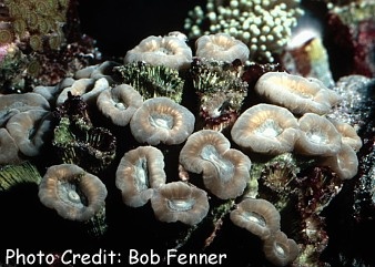  Caulastrea echinulata (Torch Coral)