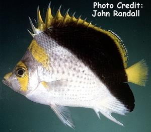  Chaetodon flavocoronatus (Yellow-crowned Butterflyfish)