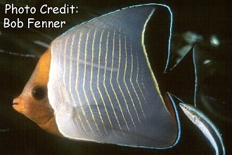  Chaetodon larvatus (Orangeface Butterflyfish)