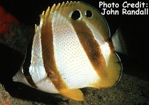  Chaetodon marleyi (South African Butterflyfish, Doubledash Butterflyfish)