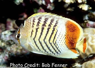  Chaetodon paucifasciatus (Redback Butterflyfish, Red Sea Pearlscale Butterflyfish, Crown Butterflyfish)