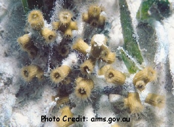  Cladocora arbuscula (Tube Coral)