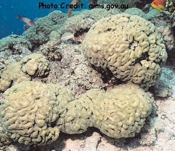  Erythrastrea flabellata (Maze Coral)