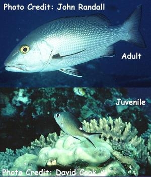  Lutjanus bohar (Twinspot Snapper, Red Snapper)