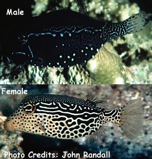  Ostracion solorensis (Reticulate Boxfish)