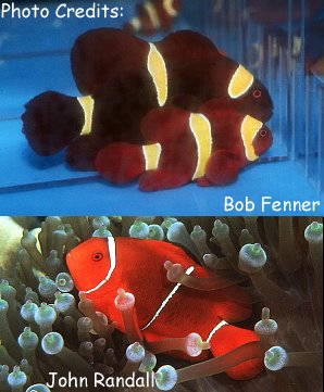  Premnas biaculeatus (Spinecheek Anemonefish, Maroon Clownfish)