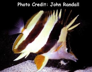  Prognathodes basabei (Orangemargin Butterflyfish)