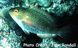  Sparisoma aurofrenatum (Redband Parrotfish)